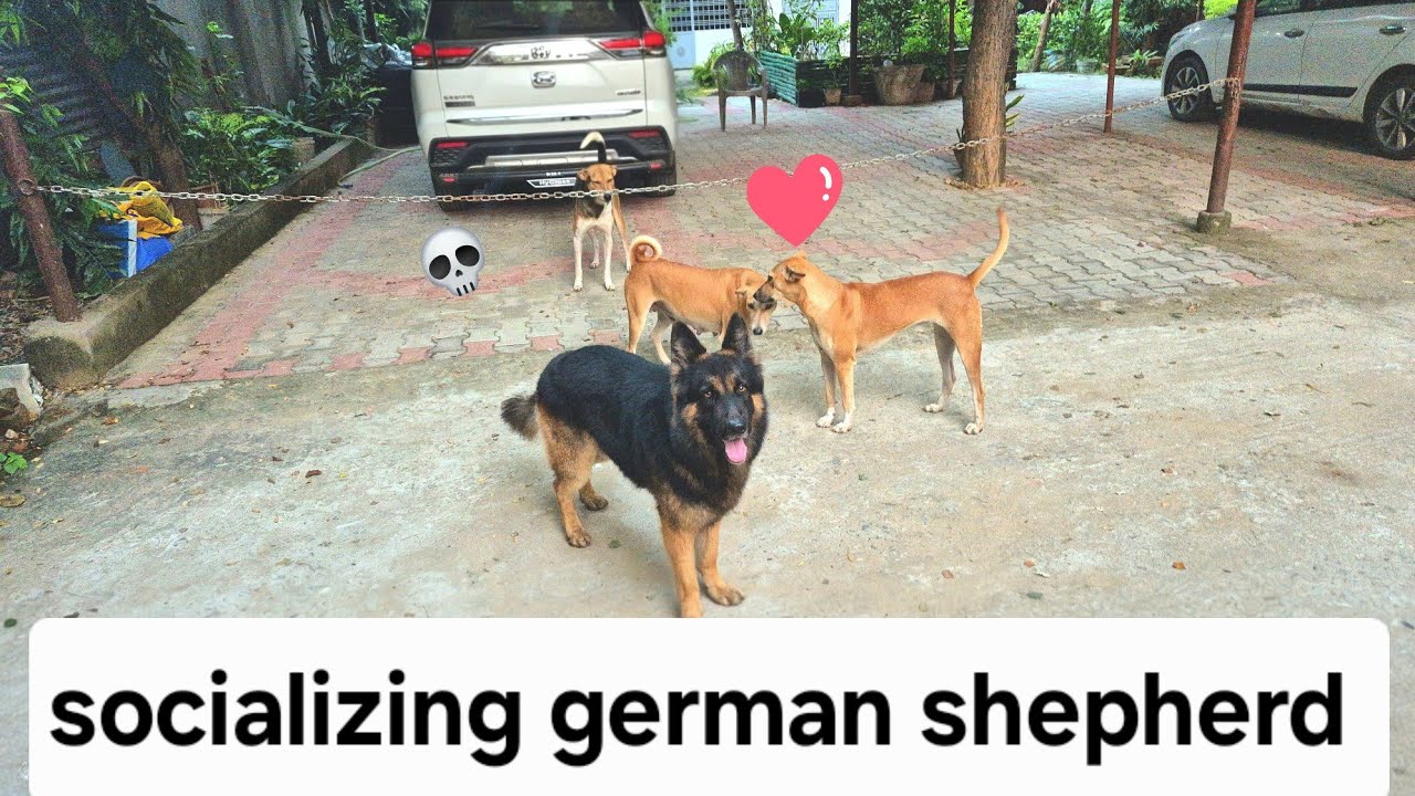 Rocky the german shepherd 🐕 | RockyHandsome 