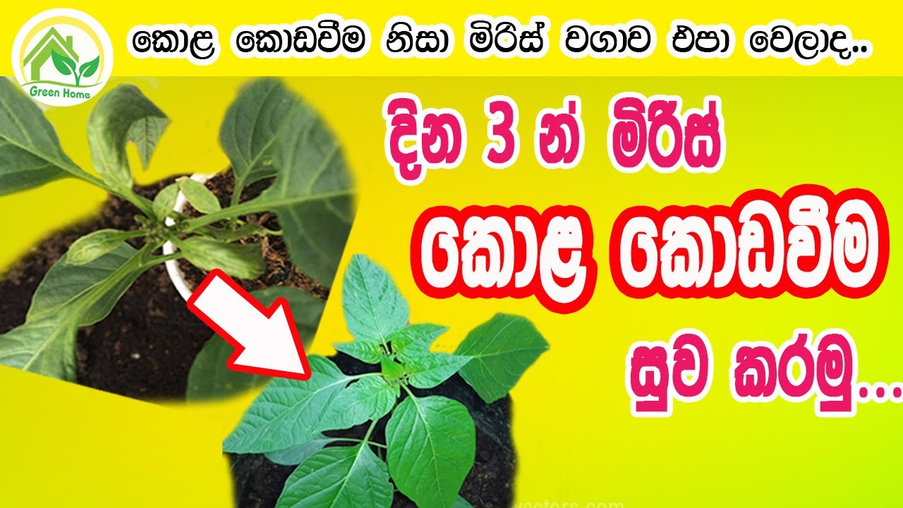 දින 3න් මිරිස් කෙළකොඩවීම සම්පූර්ණයෙන් සුව කරණ මැජික් අරිෂ්ඨය