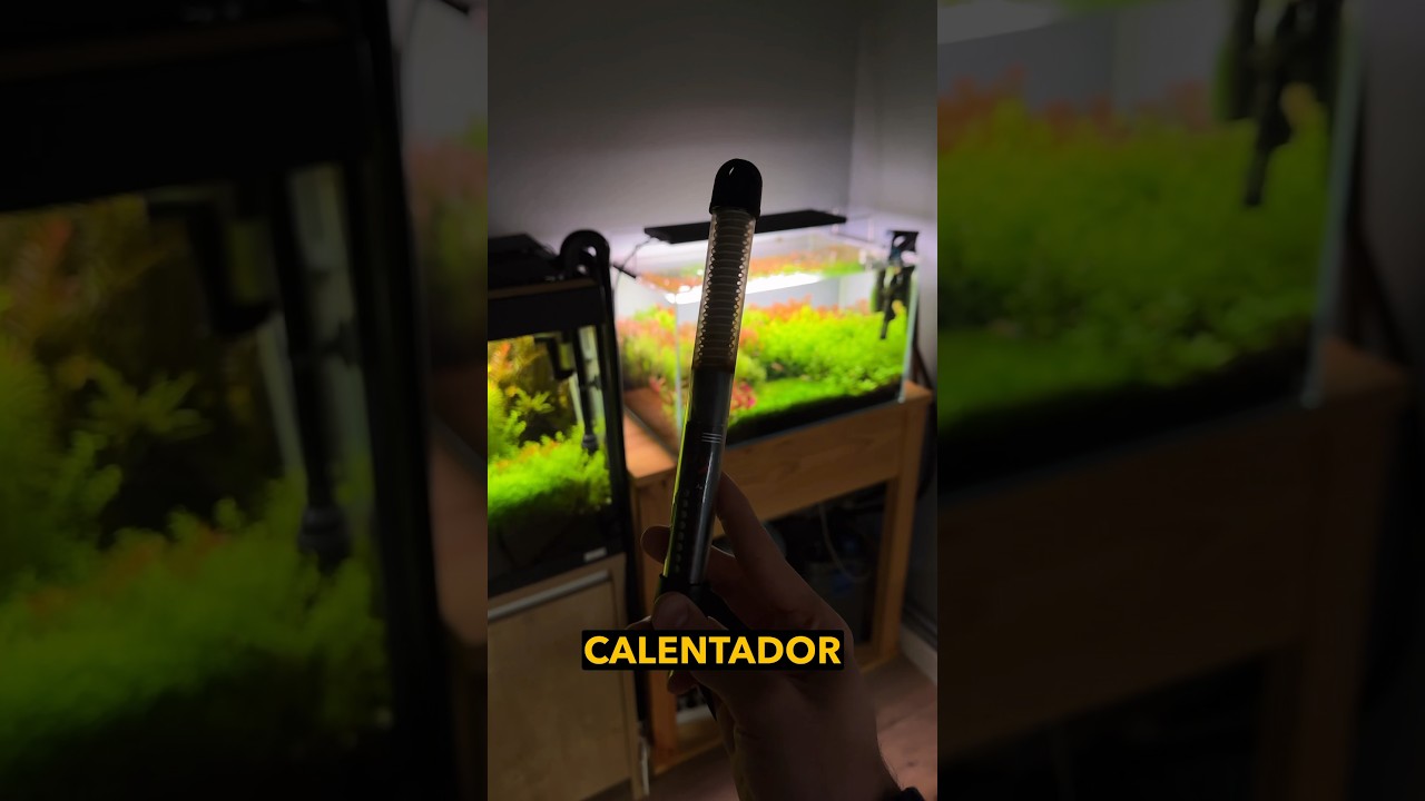 🔥Mejor calentador de acuario🔥 #acuarios #acuarios4k #calentador #calentadores #calefaccion #shorts