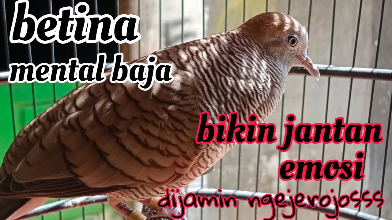 Perkutut betina mental baja bikin jantan emosi dijamin ngejerojos