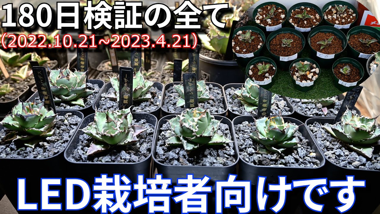 180日間総まとめ アガベチタノタ育成報告 アガベ「潅水頻度は短くても問題ありません」　水やり【#植物検証】