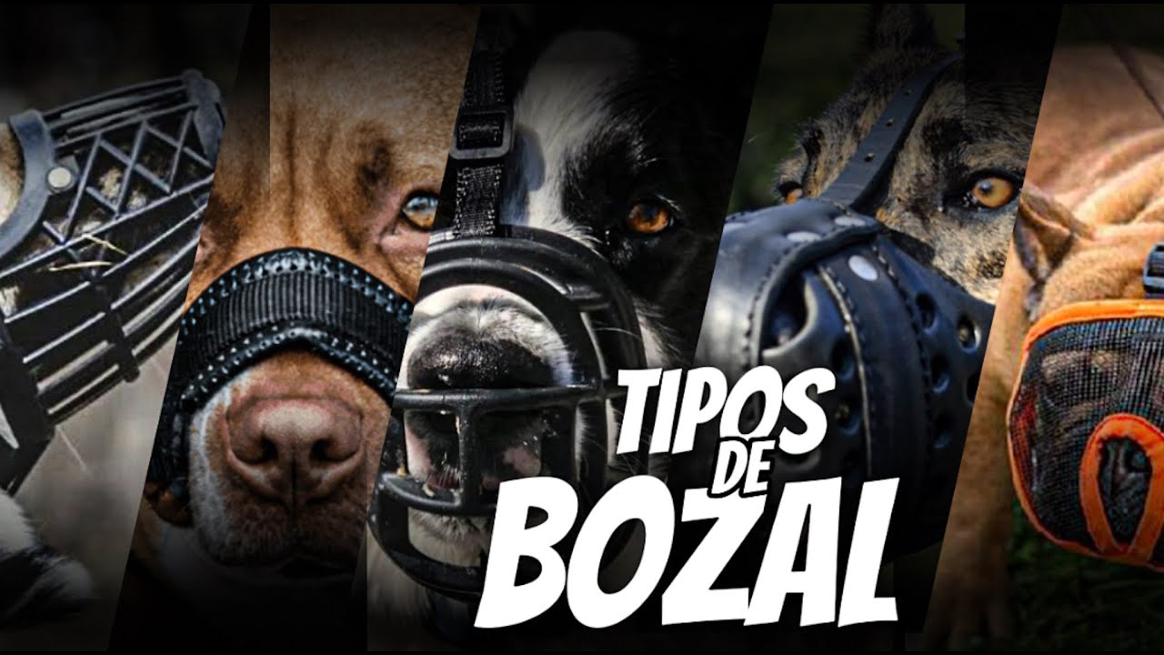 COMO ELEGIR EL BOZAL PARA MI PERRO