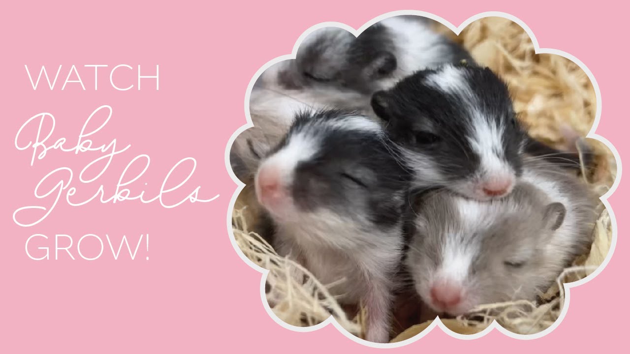 Gerbil Life Cycle &mdash; Watch Baby Gerbils Grow from Birth - 8 Weeks Old