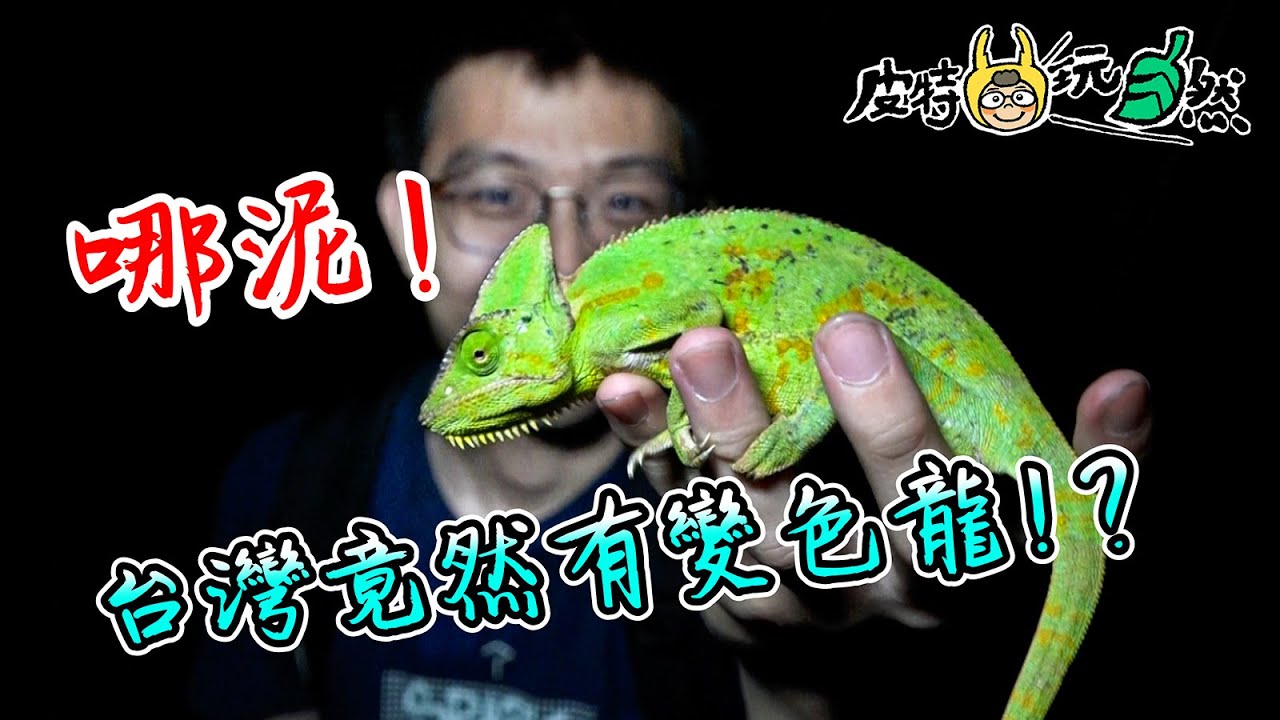 台灣竟然有野生變色龍！？樹林中的潛行者–高冠變色龍【皮特玩自然】