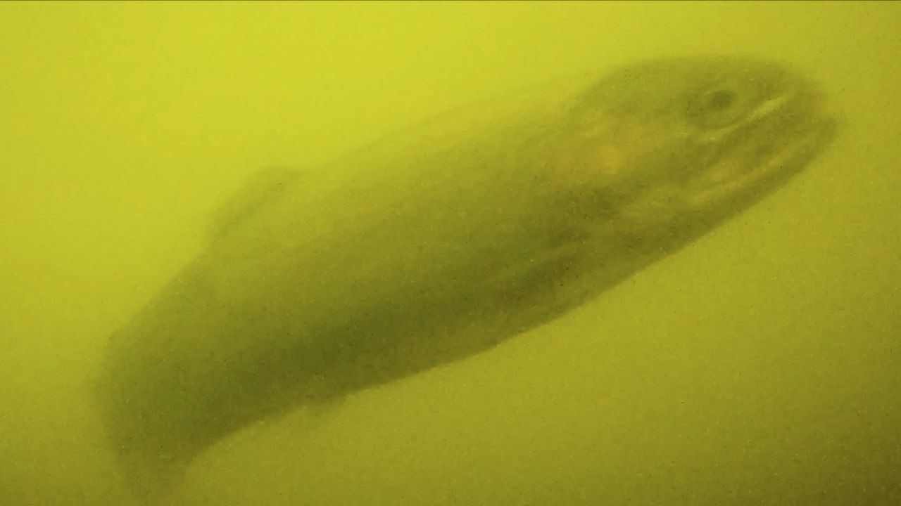 More GoPro footage underwater(UNDER THE SURFACE)