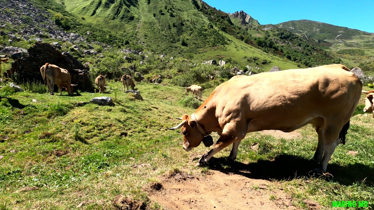 VACAS EN RUTA DE SENDERISMO POR ASTURIAS (LA PERAL, VILLAR DE VILDAS) TRAYECTO DE IDA.