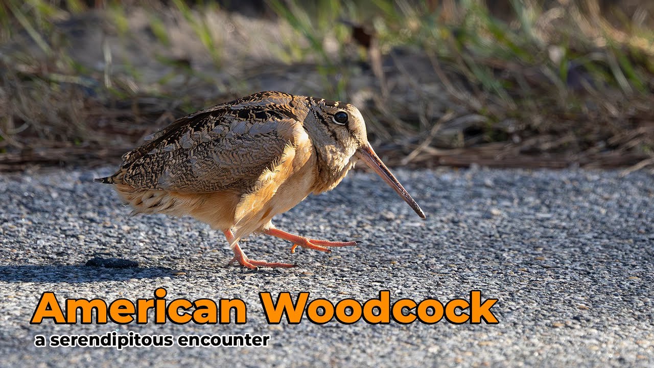 American woodcock: A serendipitous encounter!