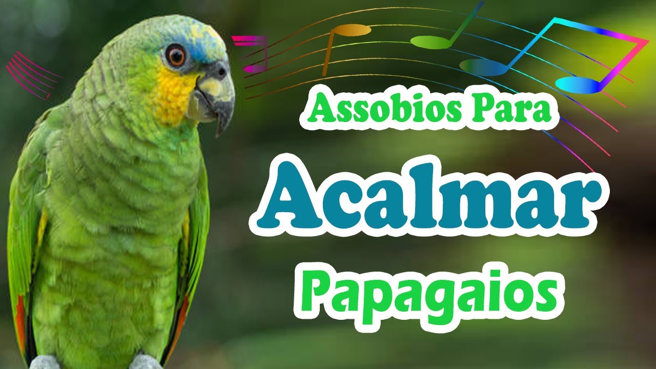 Assobios para acalmar papagaio - Assobios para acalmar papagaio filhote e ensinar ele a assobiar