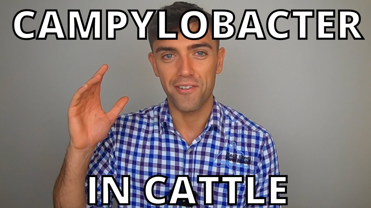 CAMPYLOBACTER IN CATTLE | TECHNICAL #21