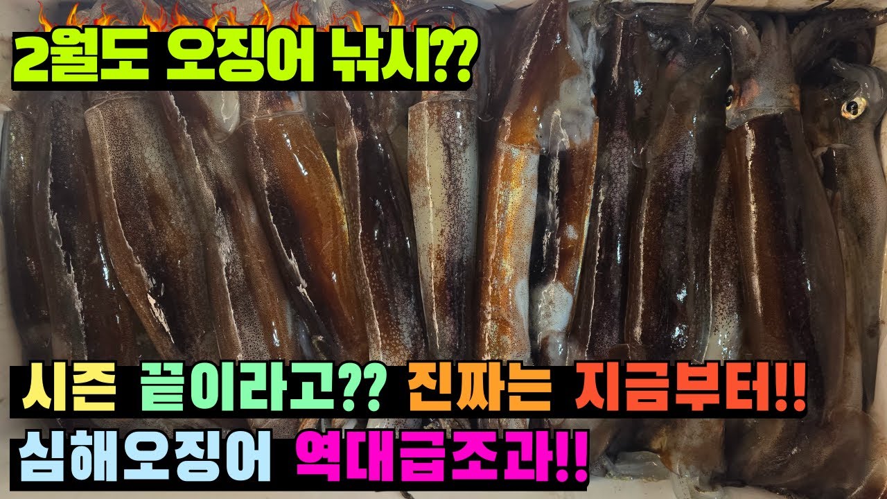 [4K] 심해 오징어 낚시 !! 심해 갑오징어 낚시 NO !! 이젠 오징어가 겨울을 책임진다 !!