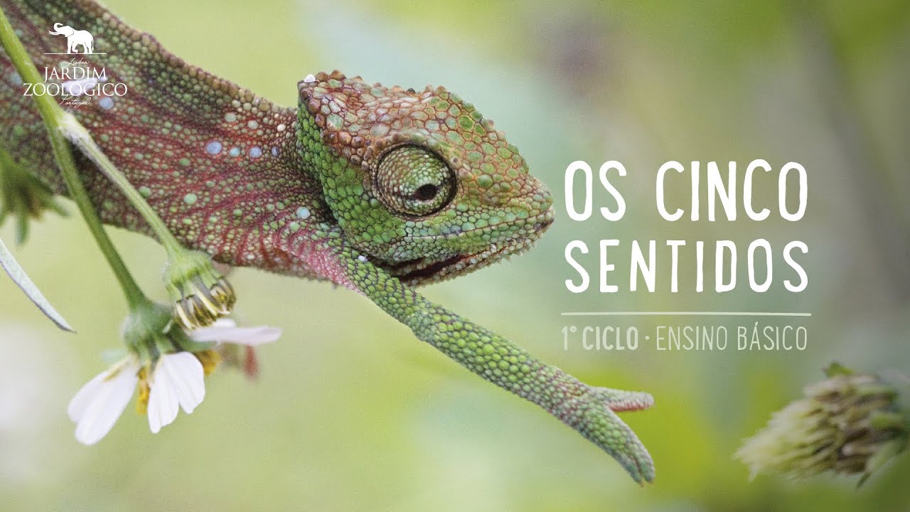 Os 5 Sentidos - 1º Ciclo | Jardim Zoológico