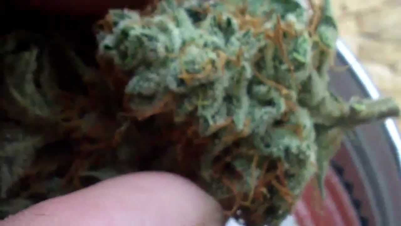 Chocolope Results