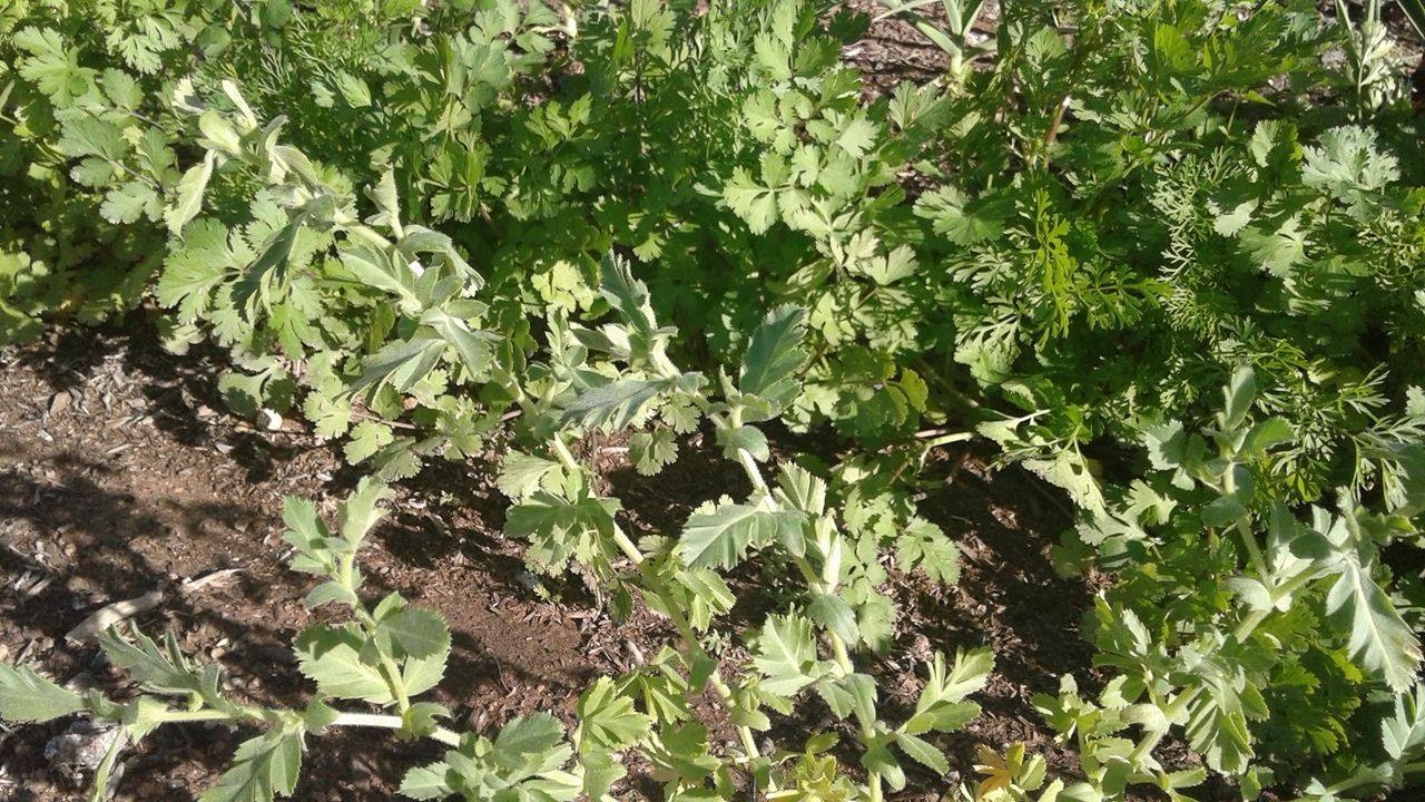 Desarrollo del Cultivo de Garbanzo! - SinPretextos.