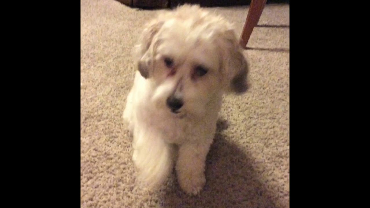 Pupper does a nope.
