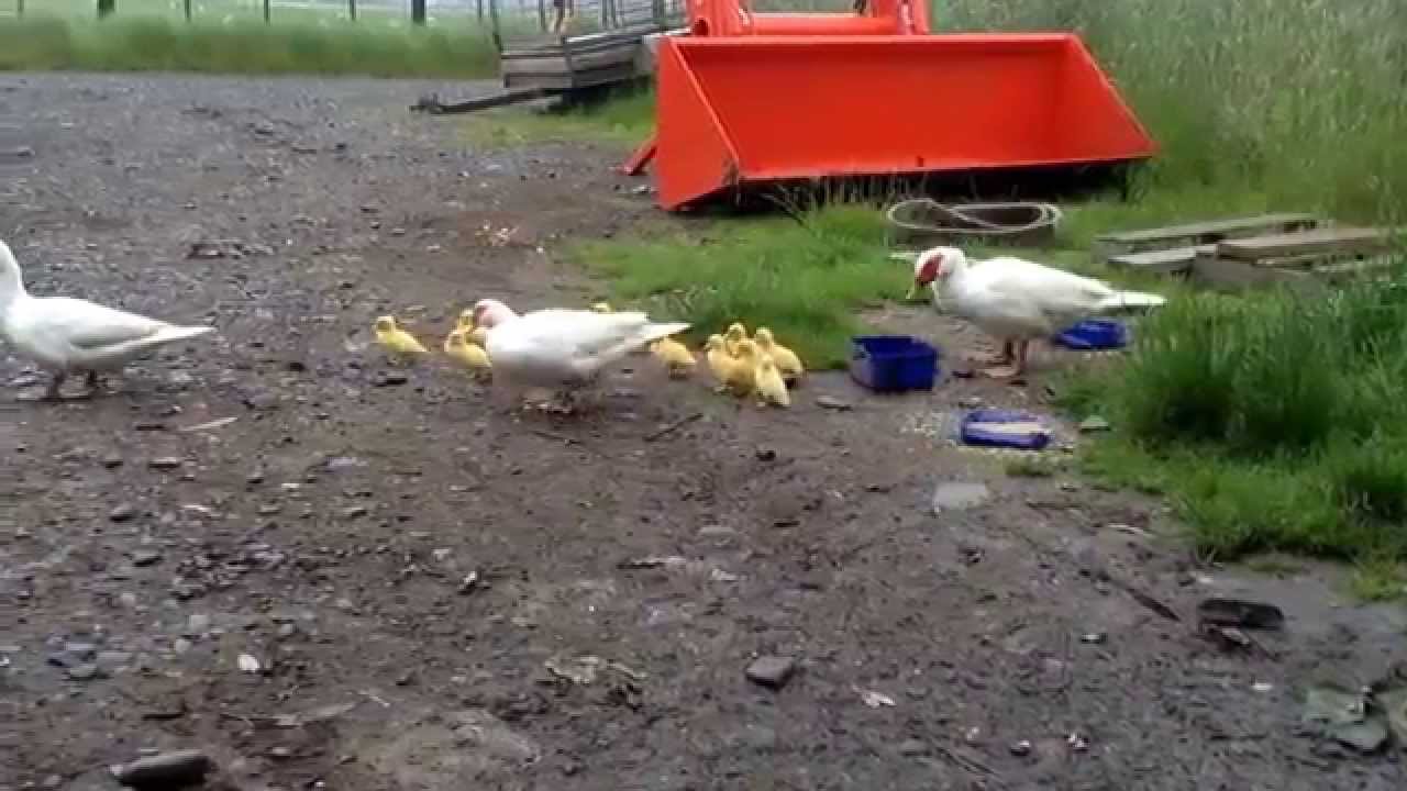 Muscovy ducklings 3 days old