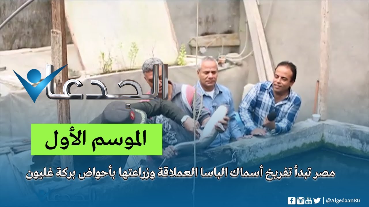 مصر تبدأ تفريخ أسماك الباسا العملاقة وزراعتها بأحواض بركة غليون