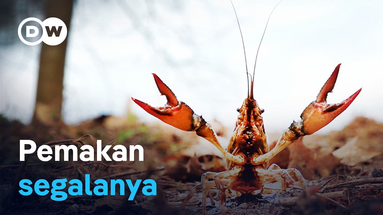Pemakan Segala – Ketika udang karang calico mengancam keanekaragaman hayati | DW Dokumenter