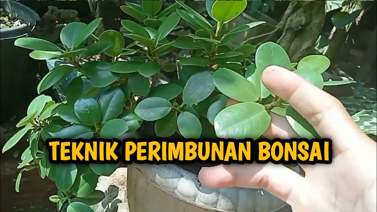 cara membuat bonsai beringin dolar video 5