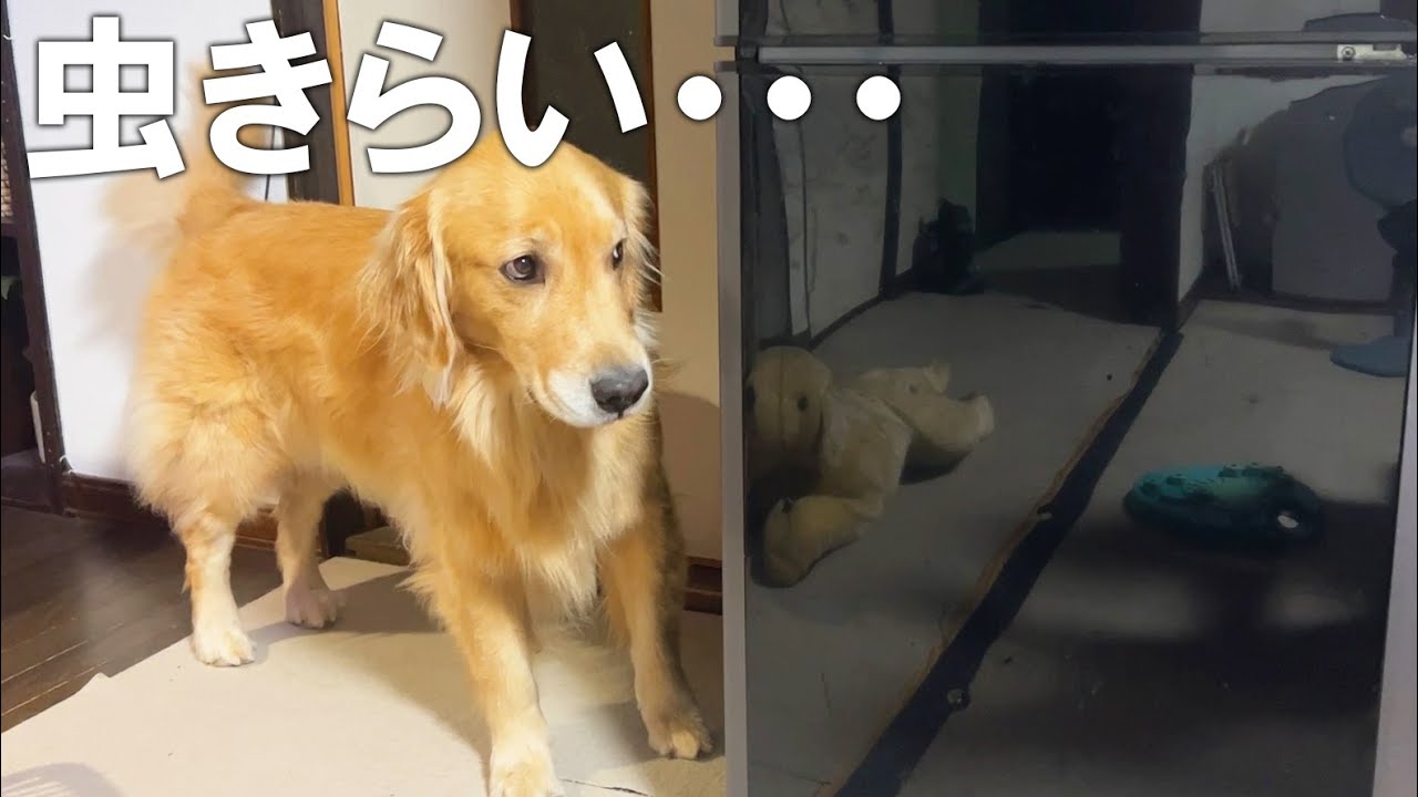 デカい図体して虫から必死に逃げる愛犬が可愛すぎるw