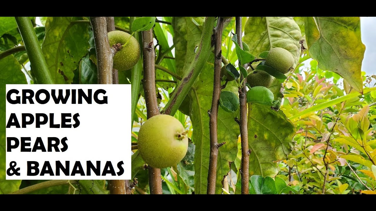 Growing Apples, Pears & Bananas