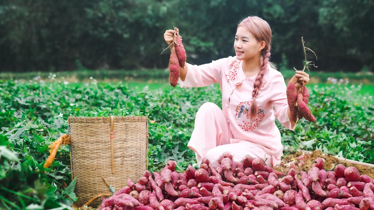 Harvest Sweet Potatoes - Make Sweet Potato Shrimp Cakes | Thảo Bushcraft