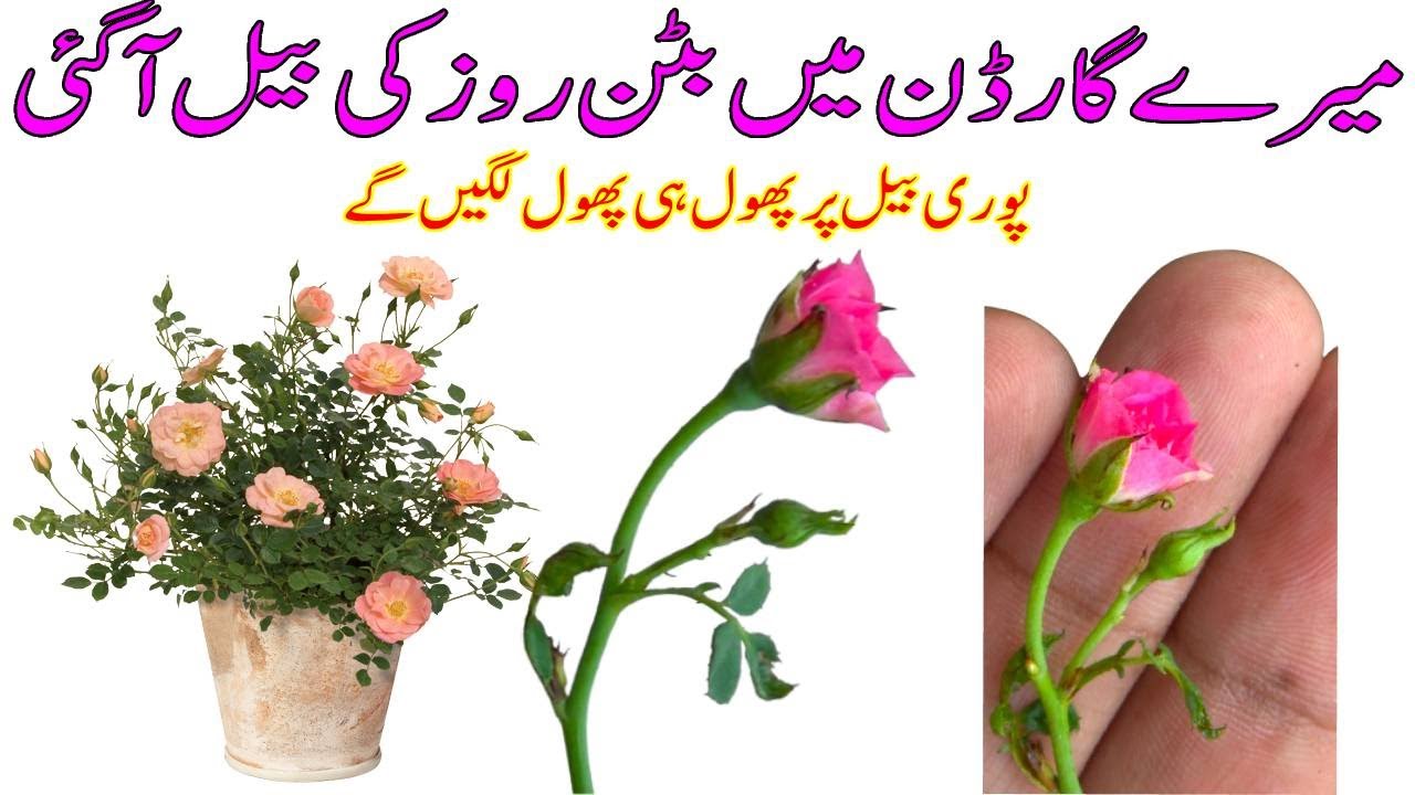 Button Rose Vine Kya Hai? Flowering Season & Rose Care Full Guide!