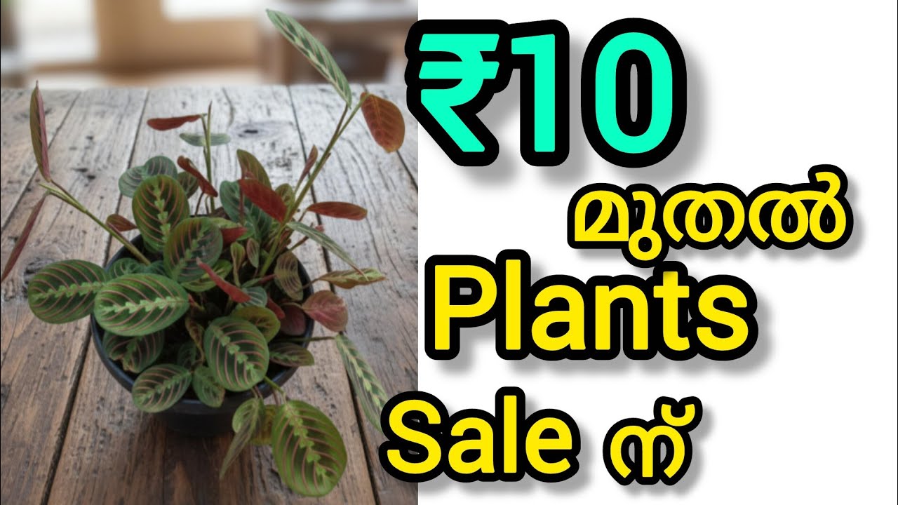 ₹10 മുതൽ plants sale നു. ഇത്രെയും മനോഹരമായ പ്ലാന്റ്സിന് ഇത്രയും വിലകുറവോ 😱