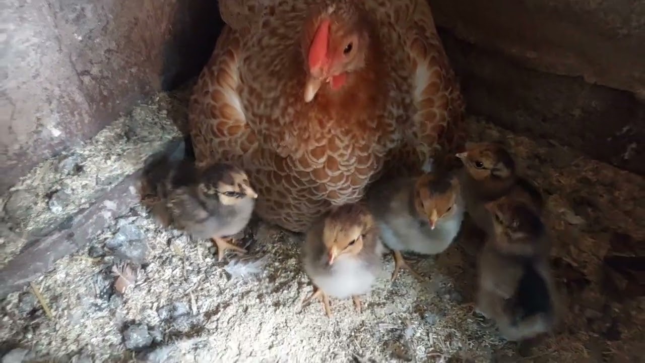 Het voorjaar is er! Verbouwen + de eerste kuikens!!