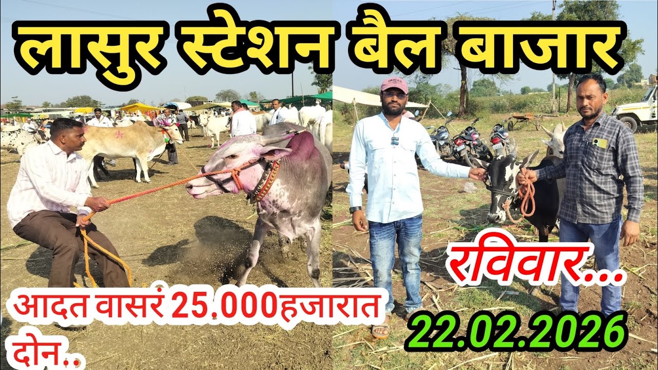 लासूर स्टेशन बैल बाजार|लासुर स्टेशन बैल बाजार व्हिडिओ|lasur station bail bazar live|