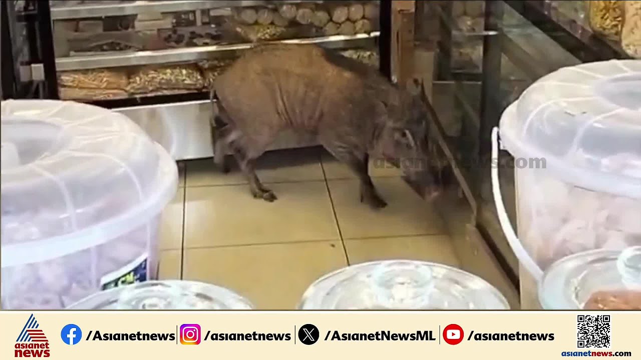 താമരശ്ശേരിയിൽ ബേക്കറിയിലേക്ക് ഓടി കയറി കാട്ടുപന്നി; പരിഭ്രാന്തിയിൽ ഓടി രക്ഷപ്പെട്ട് ആളുകൾ |Wild Boar