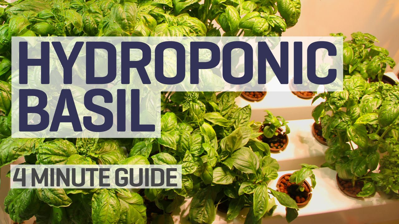 NFT Hydroponics Basil Perpetual Grow Guide