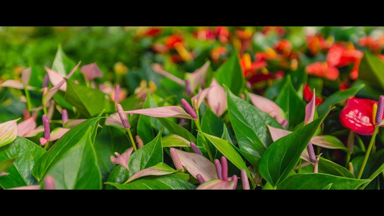 Cinefleur Berlin - Amazing popping Mini Anthurium 1