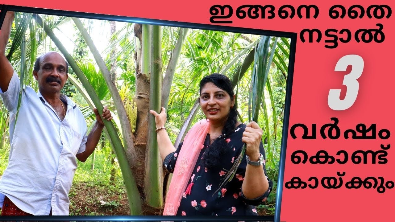 ഏത് തെങ്ങും ഇങ്ങനെ നട്ടാൽ 3 വർഷം കൊണ്ട് കായ്ഫലം ഉറപ്പ്/Rincy'skitchen&vlog