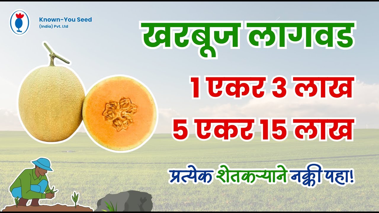 कुंदन खरबुजा शेतीतून ₹ ३ ते १५ लाखांपर्यंत नफा! | शेतकऱ्यांसाठी खरबूज लागवड माहिती