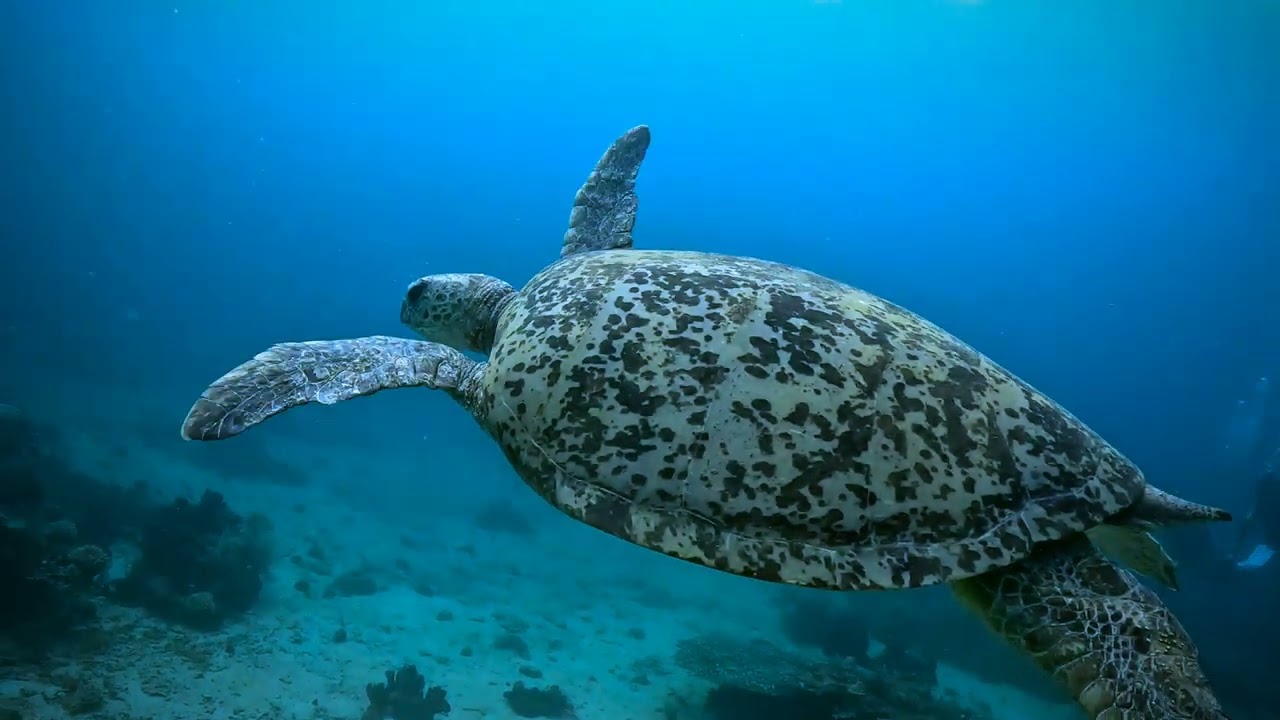 Eddy Dive Adventure @ Maratua July 2023