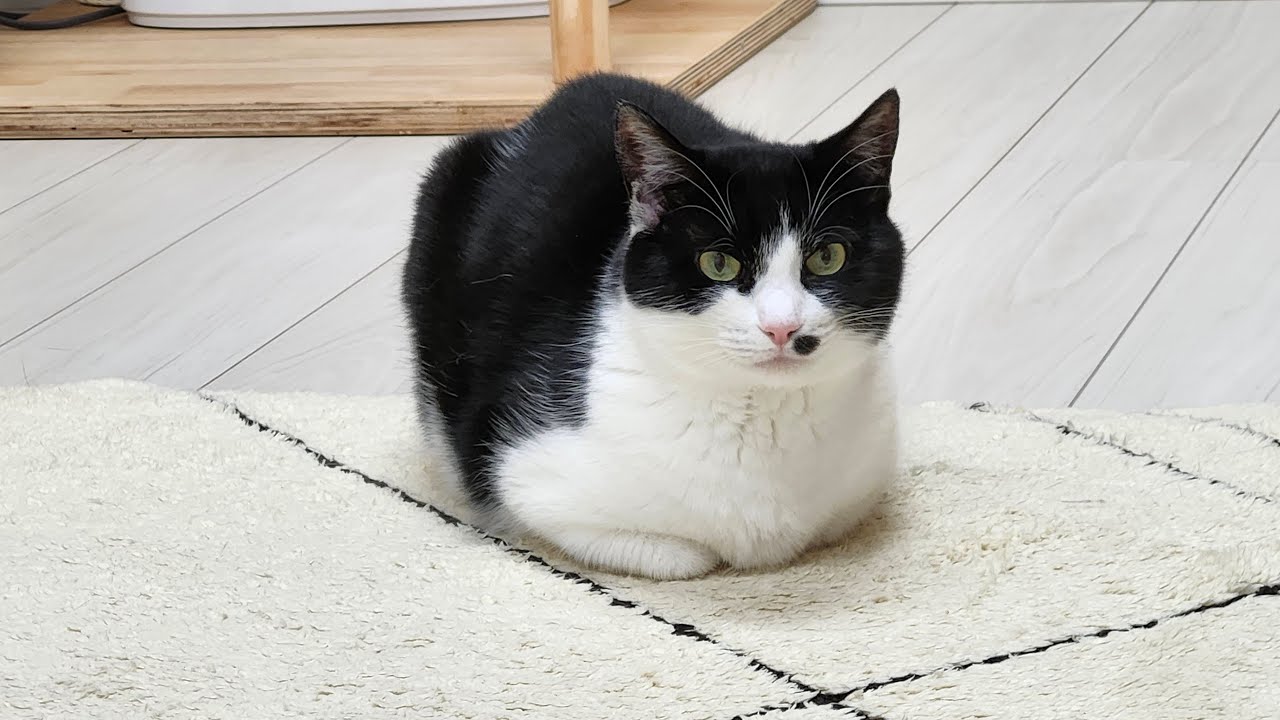 1/23(金) 猫だけ配信🐈️短め予定だよ