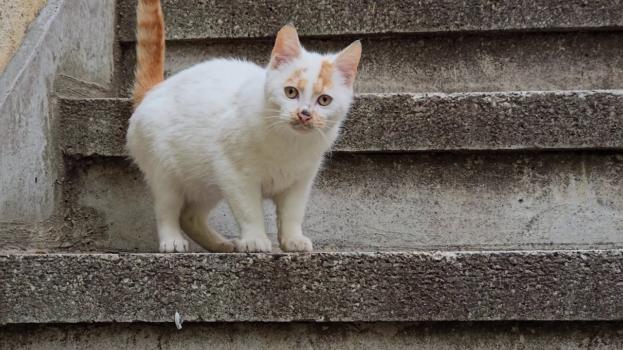 This Kitten Looked at Me and Asked for Help — Now I Feed Him and His Family Every Day