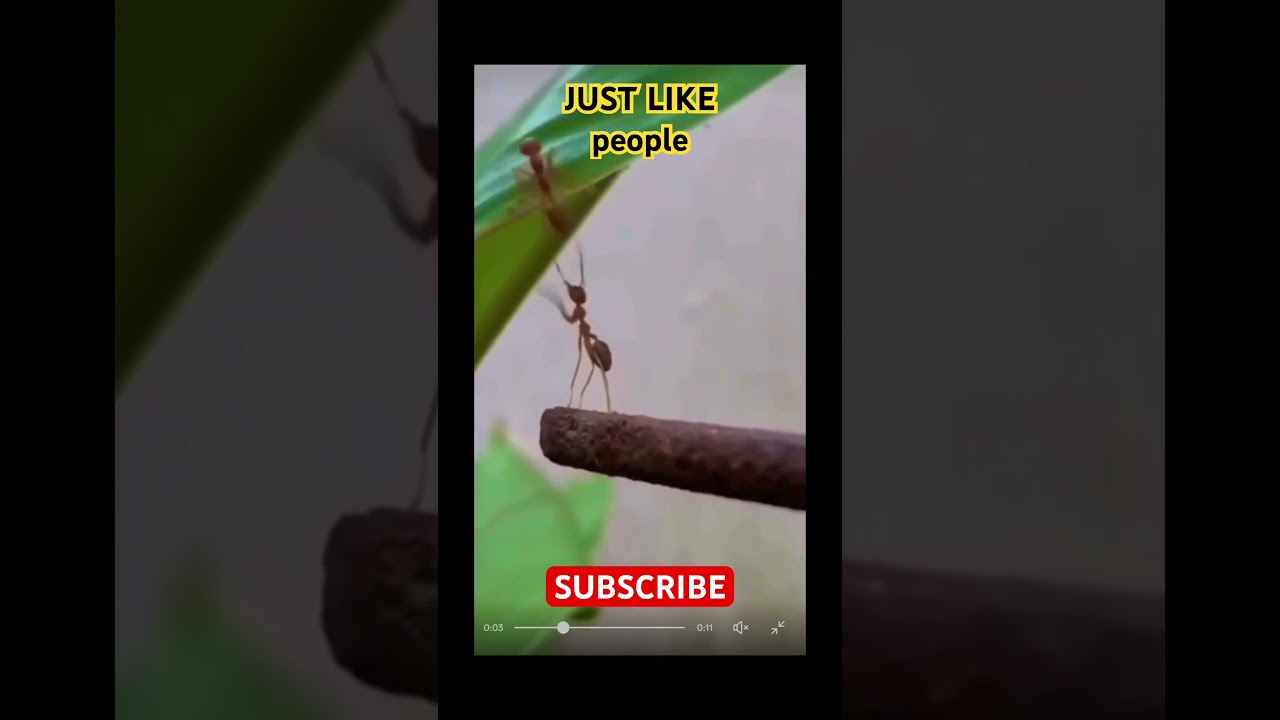 #viral #viralshort #reels #tranding #shorts #kitten #short #shortsviral #valod #relax #rain #weather