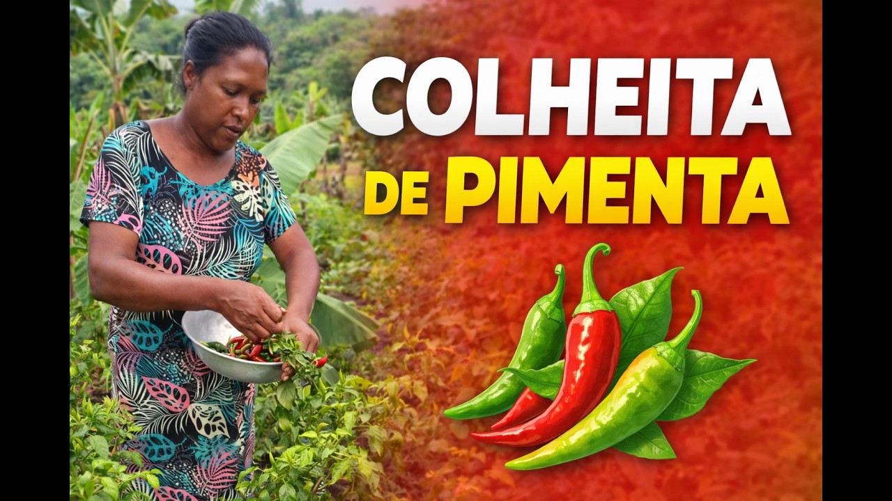 Hoje a Colheita é Para Alguém Que Mora no Meu Coração.