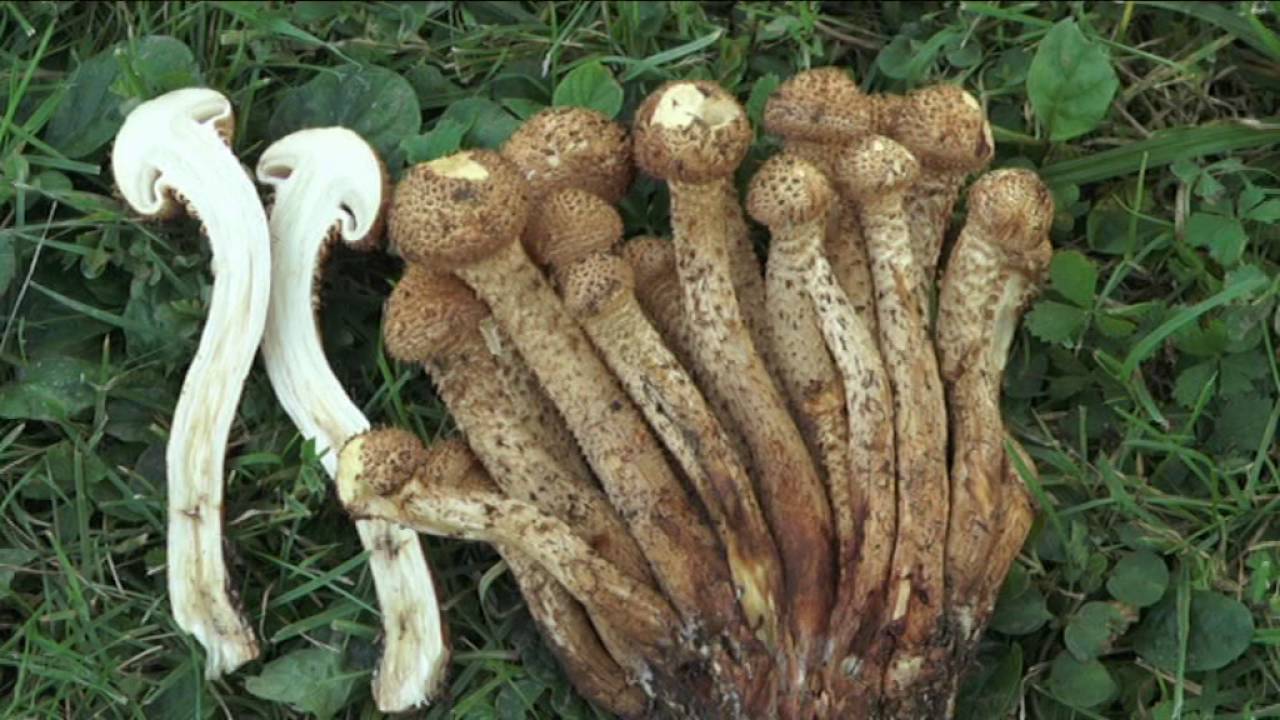 Pholiota squarrosa @ Conoscere i funghi 10.10.2016