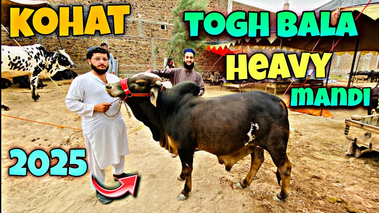 Kohat Togh Bala Mandi 2025 | Kohat Mandi 2025