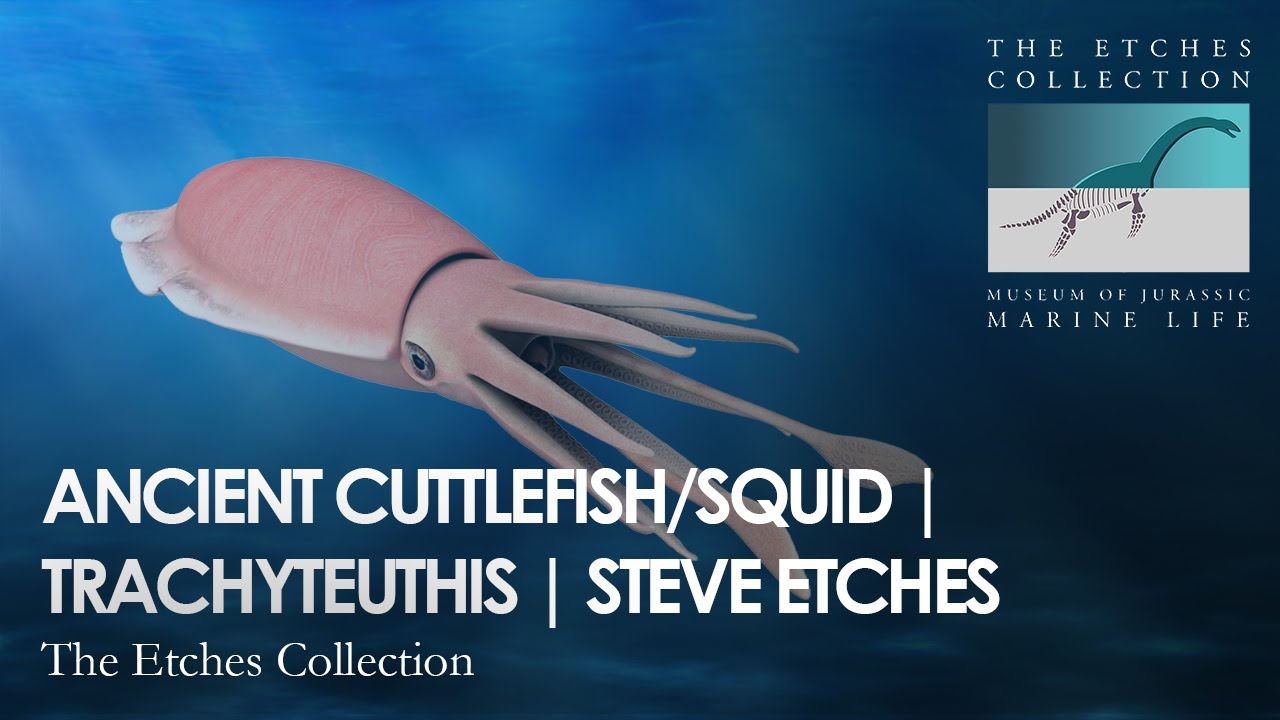 ANCIENT CUTTLEFISH/SQUID | TRACHYTEUTHIS | STEVE ETCHES