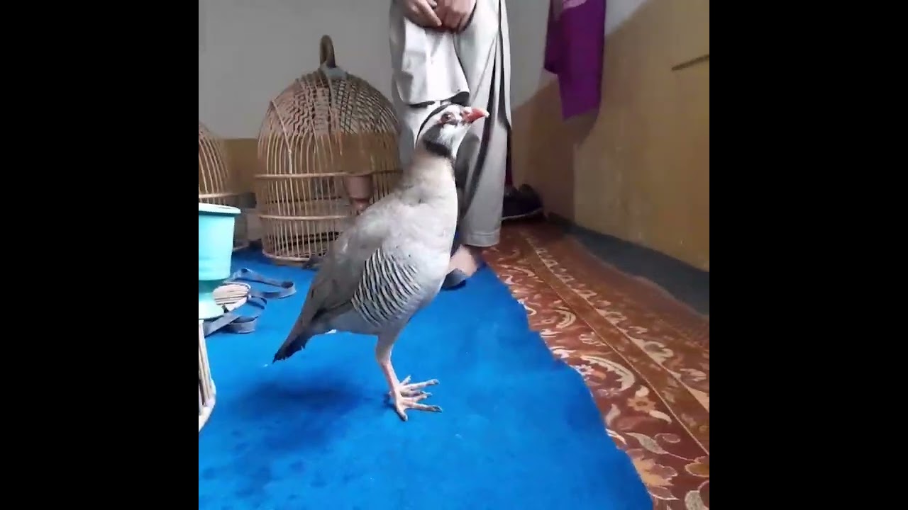 Chakor breeding
