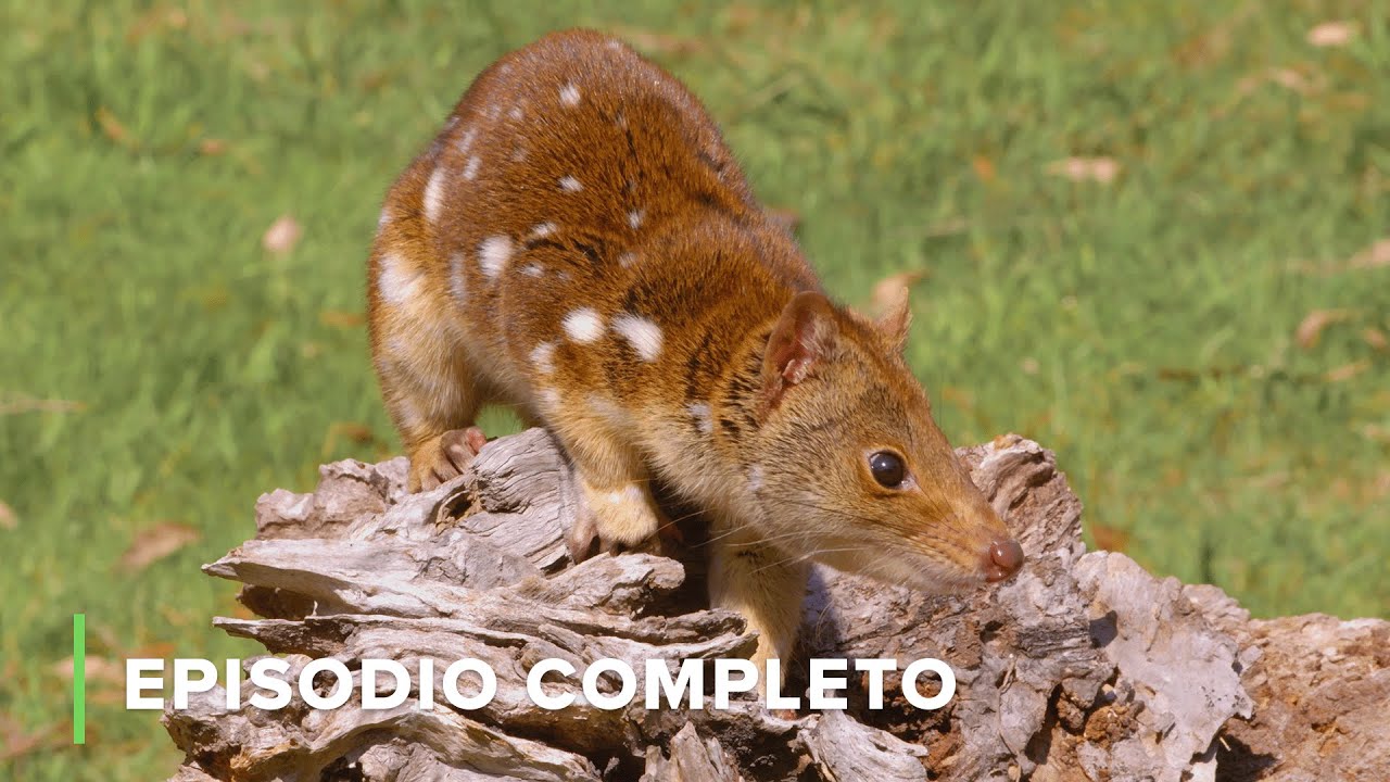 Vida Secreta de los MARSUPIALES Pequeños 🐊 Secretos de Australia 🌏 S01E05