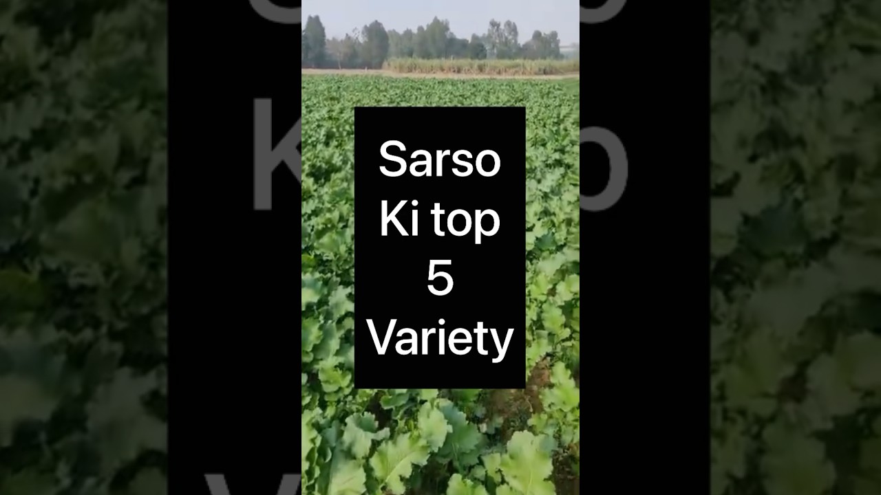 🍀Five good varieties of mustard🍀. Top-5 varieties of mustard! New varieties of mustard#kskagriculturegayan