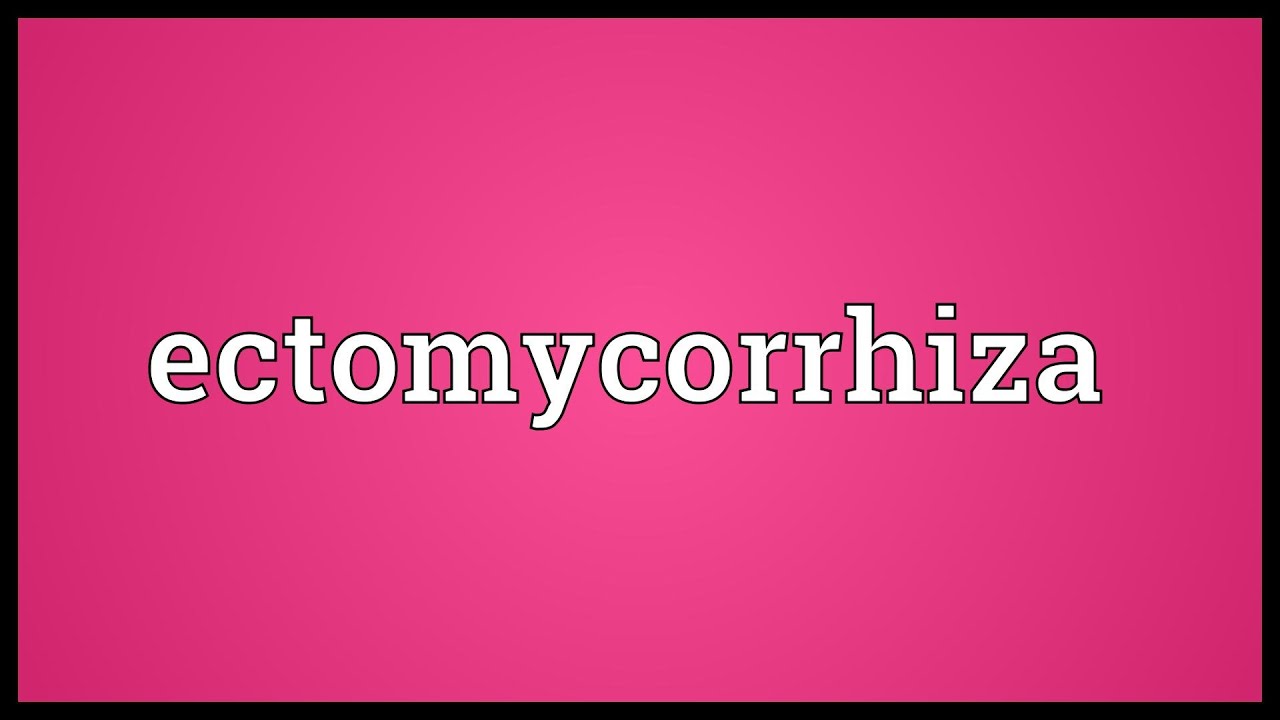 Ectomycorrhiza Meaning