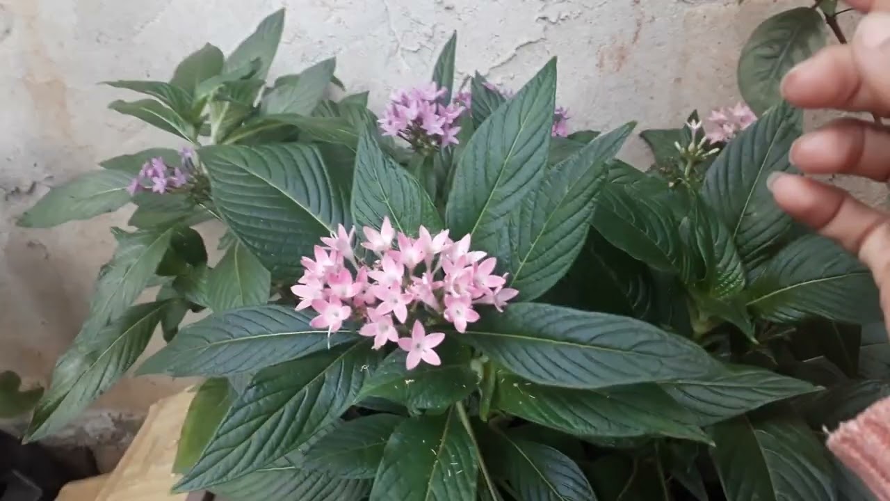 Curiosidade: penta lanceolata
