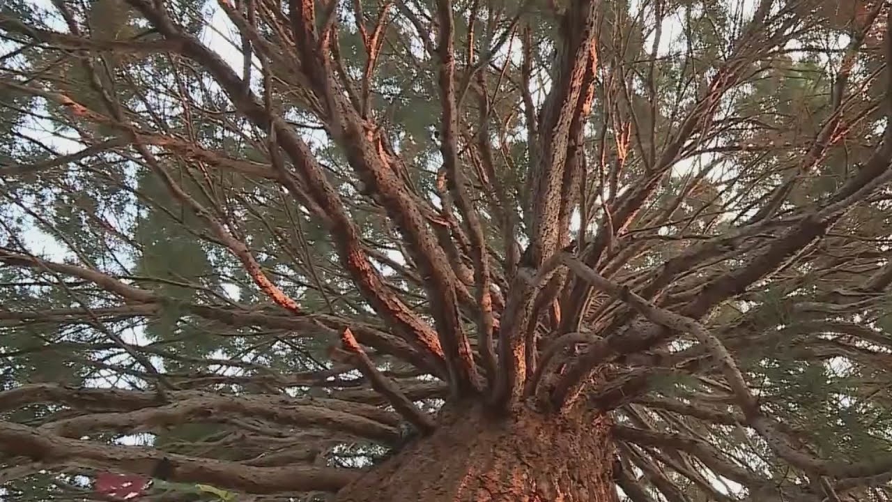 Portland couple fights to save 100-year-old giant sequoia tree