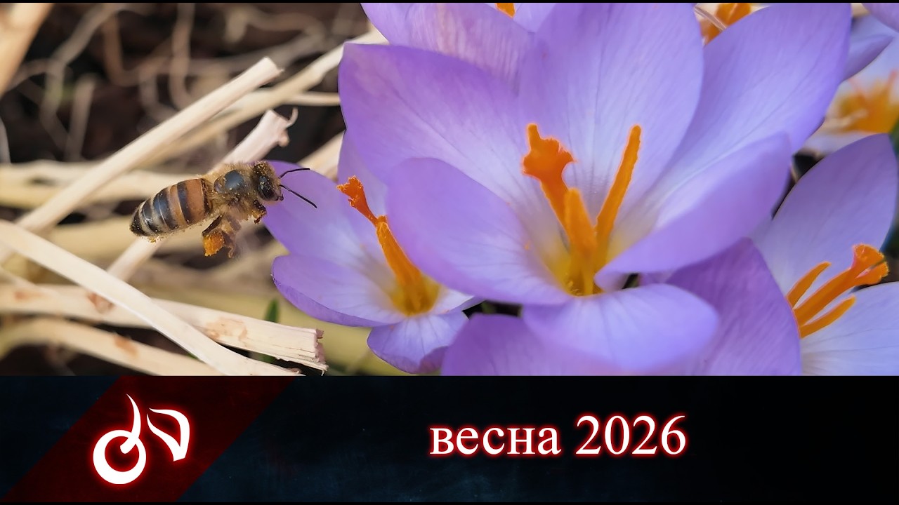 28 февраля 2026 последний день зимы, цветут крокусы, посадила новые растения