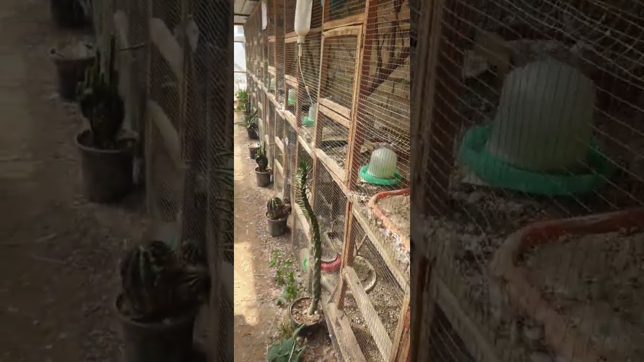 جوله داخل المحميه الحمام الملكي بعد غياب طويل @a.j.k931 @محميةجنةالبصرة @Ali87 @san.meerkat